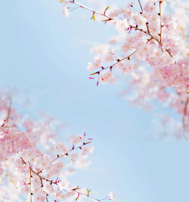 Image Of Blooming Sakura Trees Background, Aesthetic Light Brown Pictures  Background Image And Wallpaper for Free Download