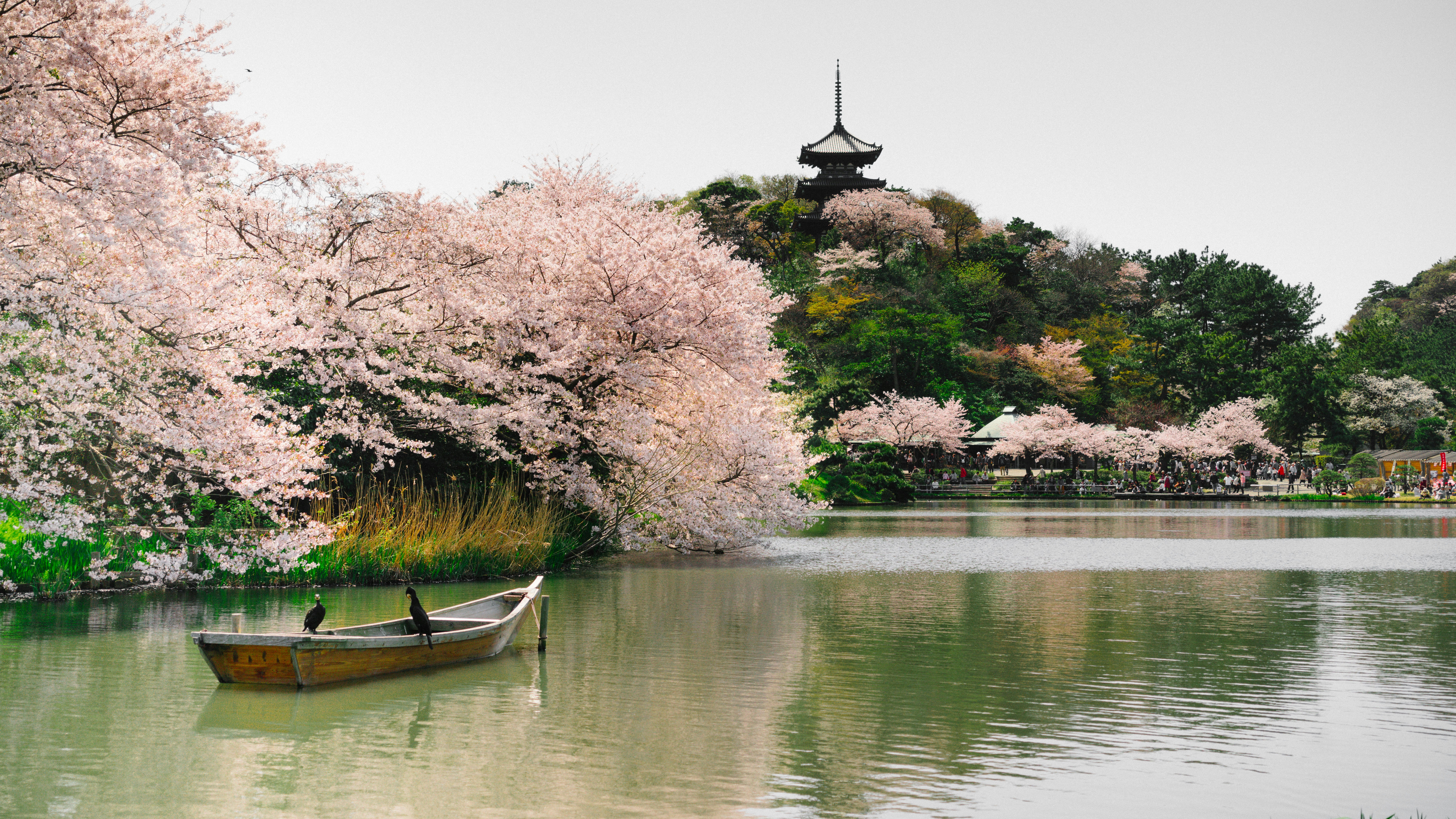 Sakura Special: Osaka & Kyoto Cherry Blossom & Spring Tours