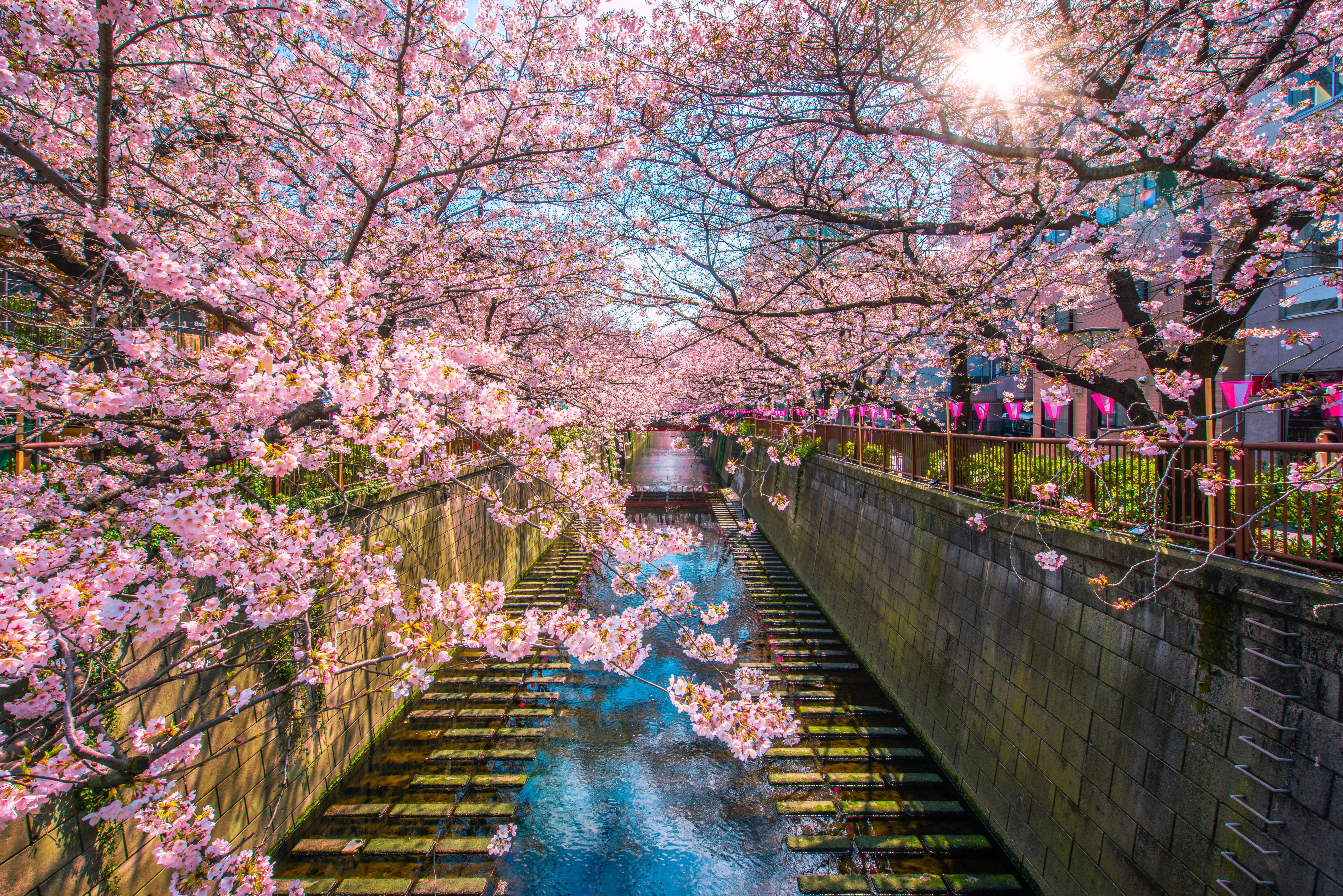 Spring Special: Jinhae Cherry Blossom Festival Tours
