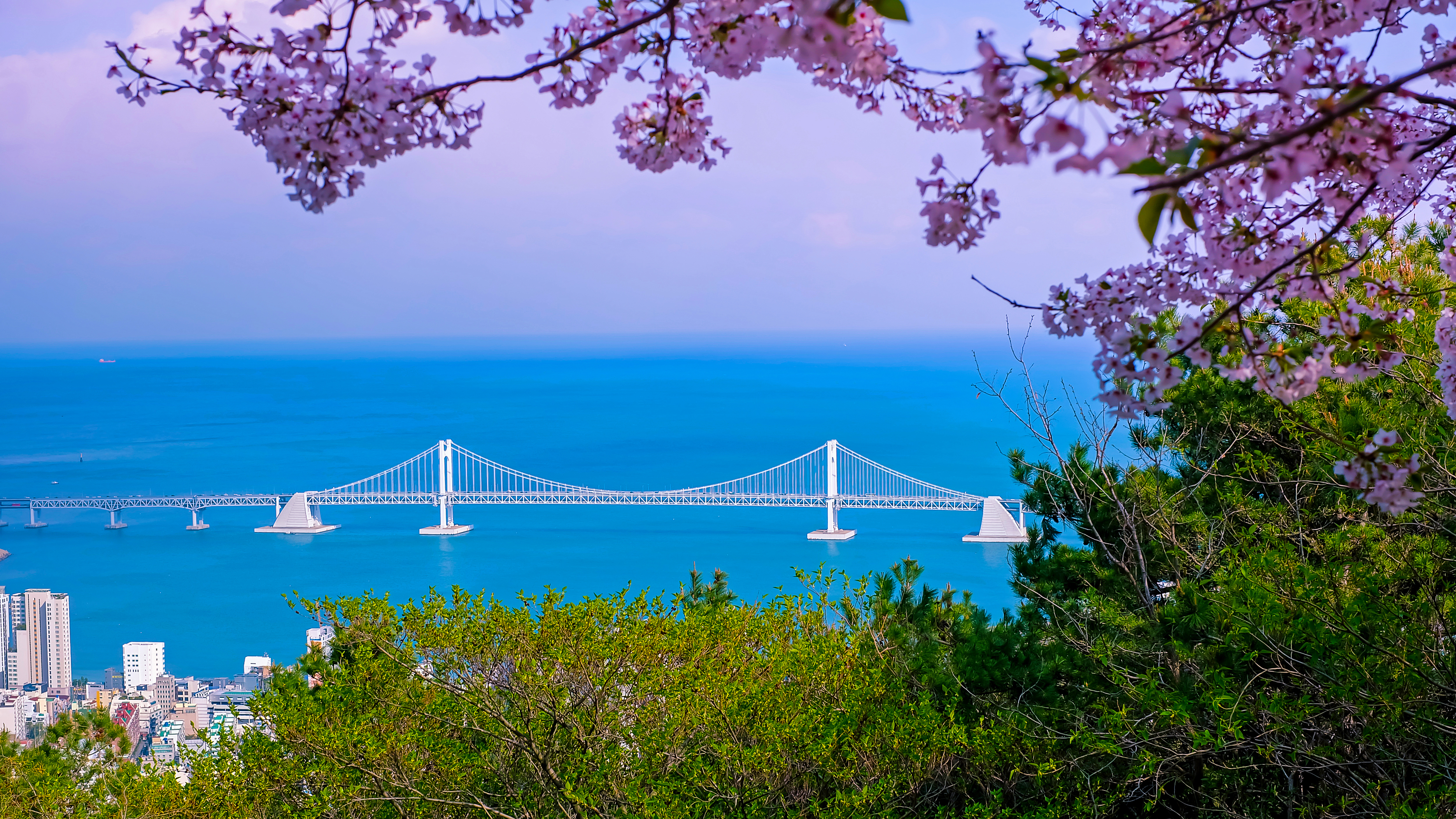 Spring Special: Busan Cherry Blossom & Canola Flower Tours