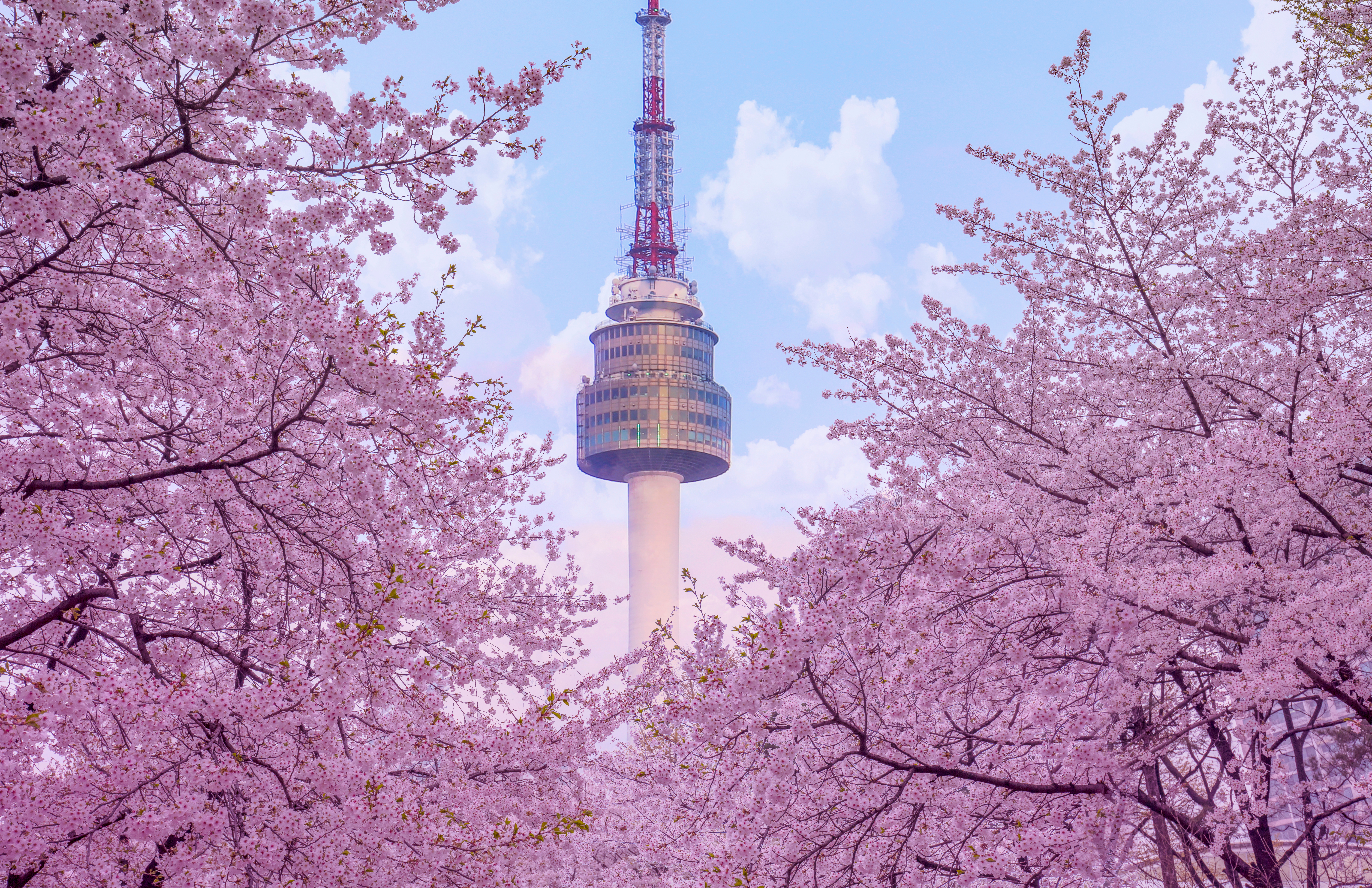 Spring Special: Cherry Blossom & Spring Flower Tours in and around Seoul