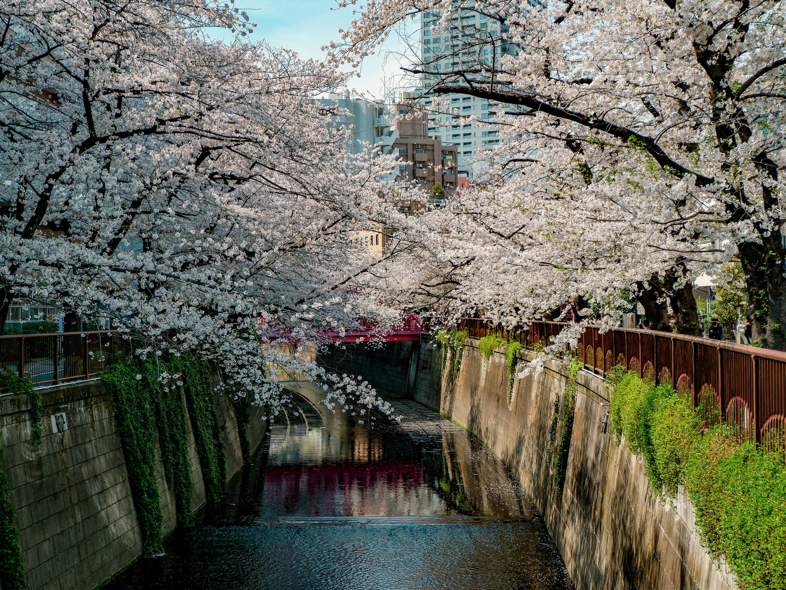 Sakura Special: Tokyo Cherry Blossom & Spring Tours